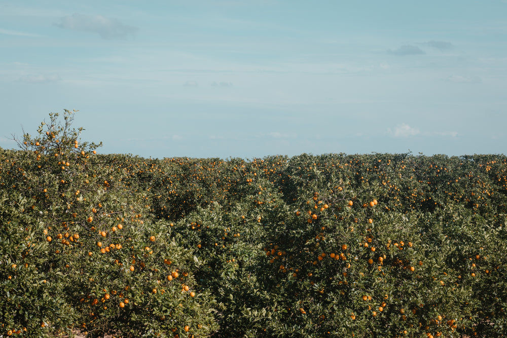 overhead view of a florida orange grove loaded with fruit