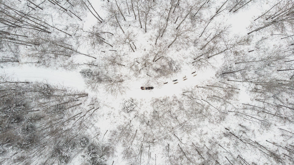 overhead view of a sled dog team cutting through winter forest