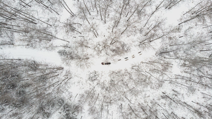 Overhead View Of A Sled Dog Team Cutting Through Winter Forest
