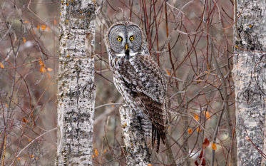 owl looks at camera with wide eyes in a tree