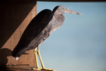 pacific reef heron sea bird