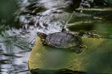 painted turtle