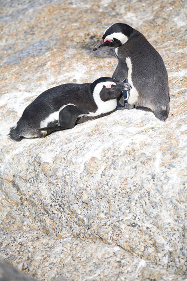 pair of african penguins