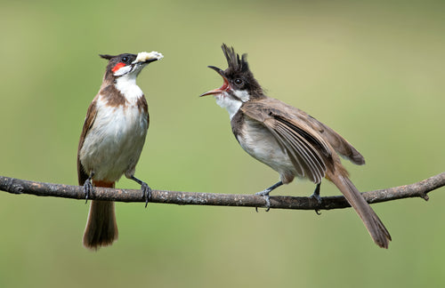 pair of red-cheeked birds on branch
