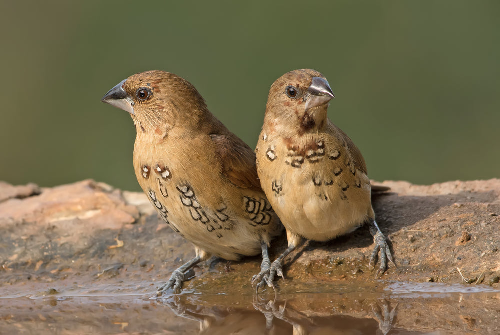 pair of spice finches perched on rim of bird bath
