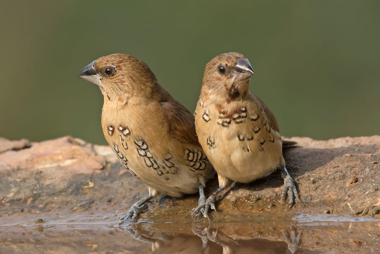 pair-of-spice-finches-perched-on-rim-of-