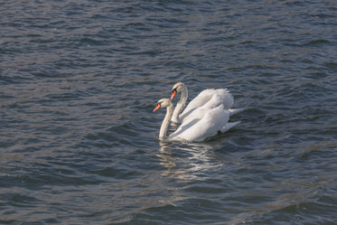 par de cisnes