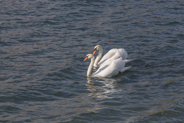 pair of swans