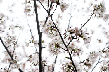 pale cherry tree flowers