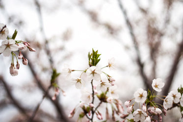 pale pink and white flowers