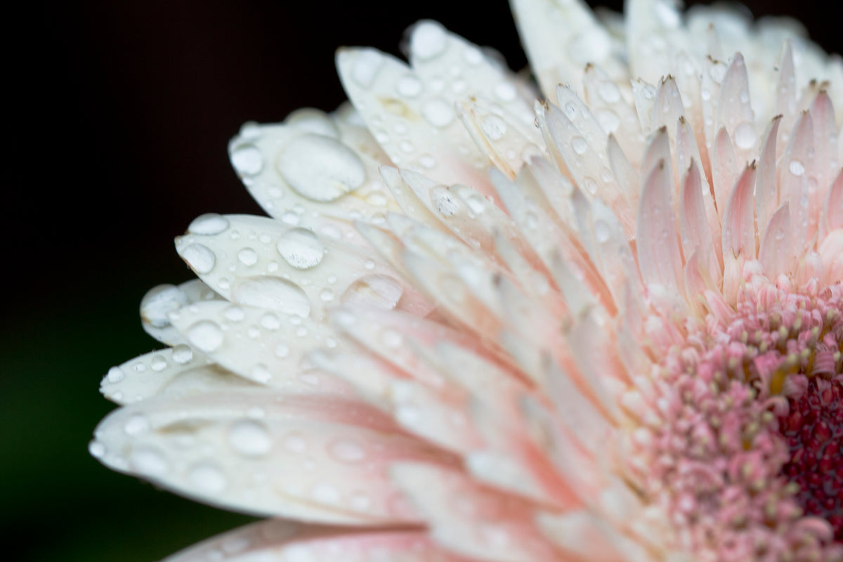 淡粉色花，有水滴