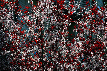 pale pink flowers and dark red leaves against house