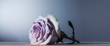 pale pink rose