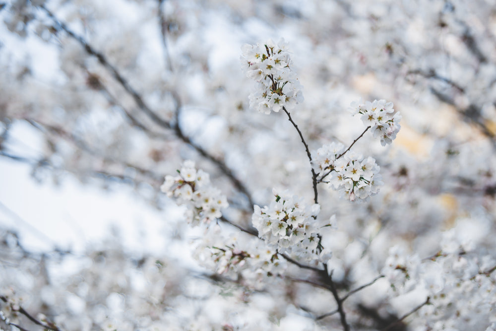 pale white cherry blossom branch
