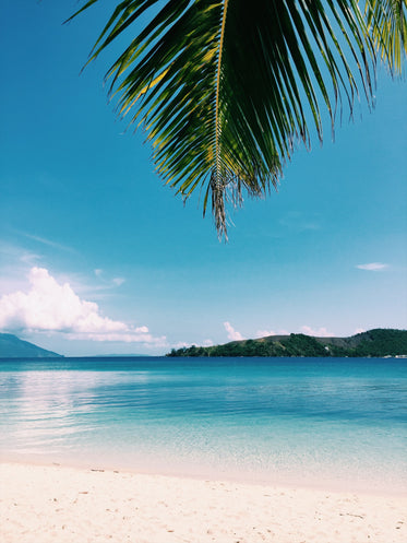 palm frond over deserted beach