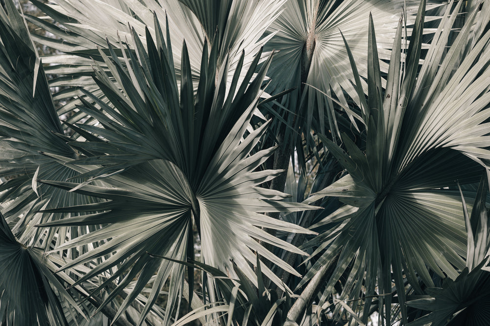 palm fronds spiral and twist together in florida sunshine