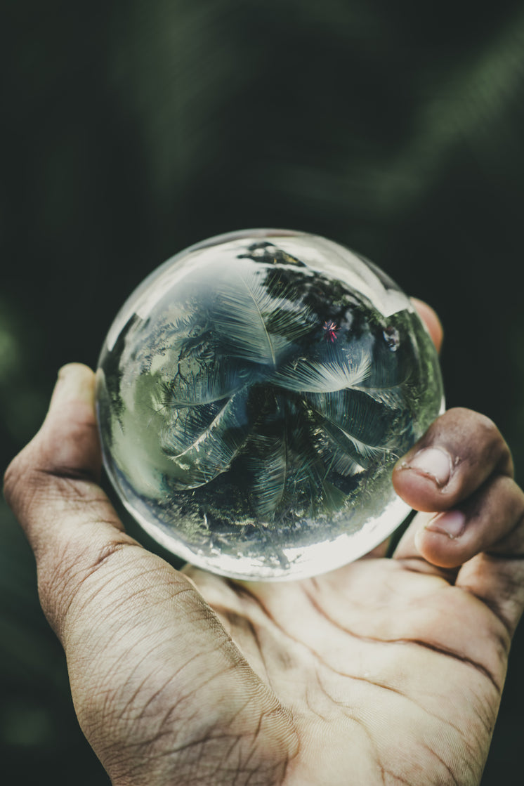 Palm Leaves In A Lens Ball