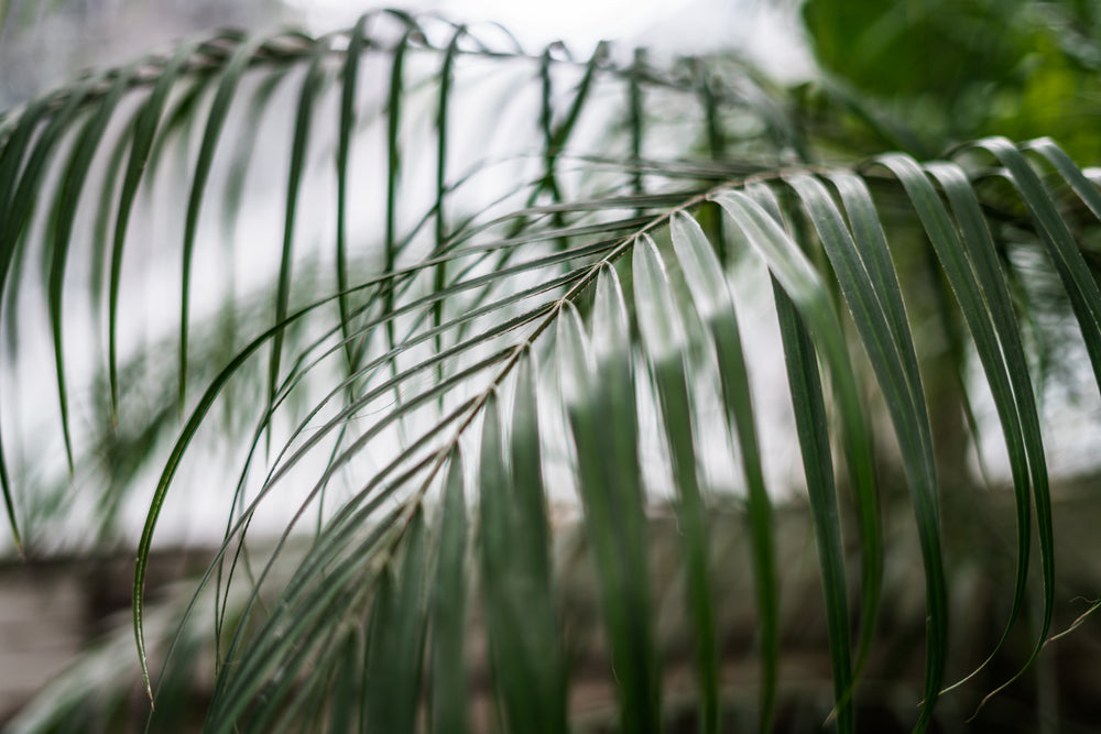 palm leaves