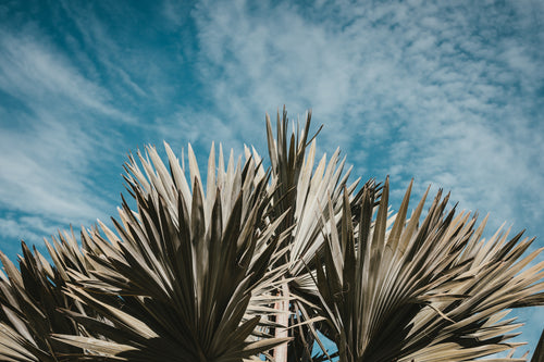 palm tree leaves against a summery blue sky