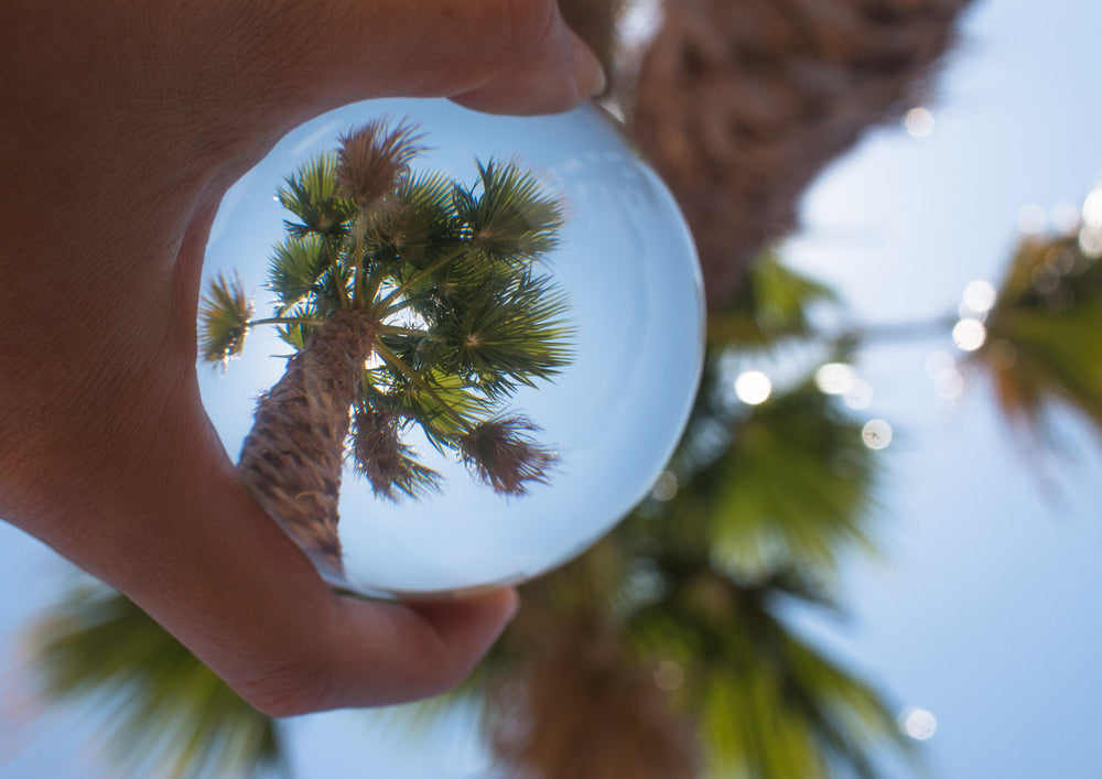 palm tree reflected in glass ball