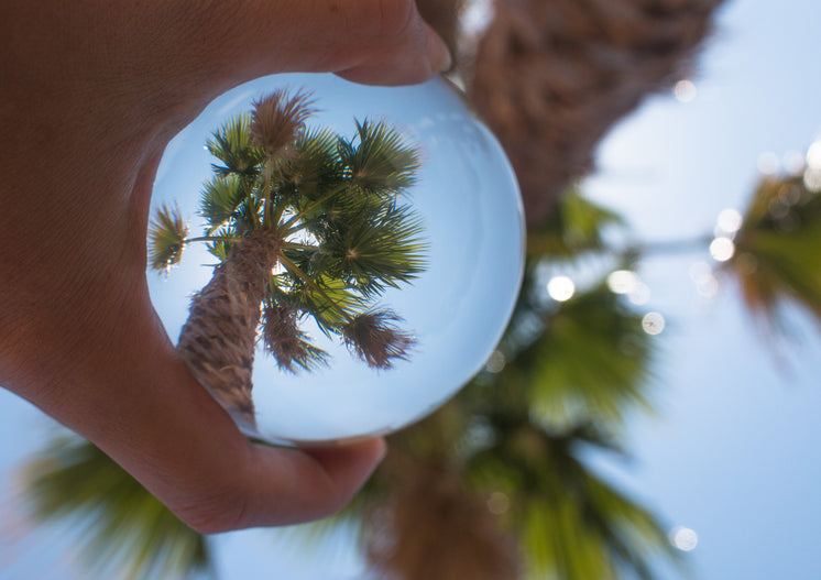 Palm Tree Reflected In Glass Ball