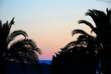 palm tree silhouettes at dusk