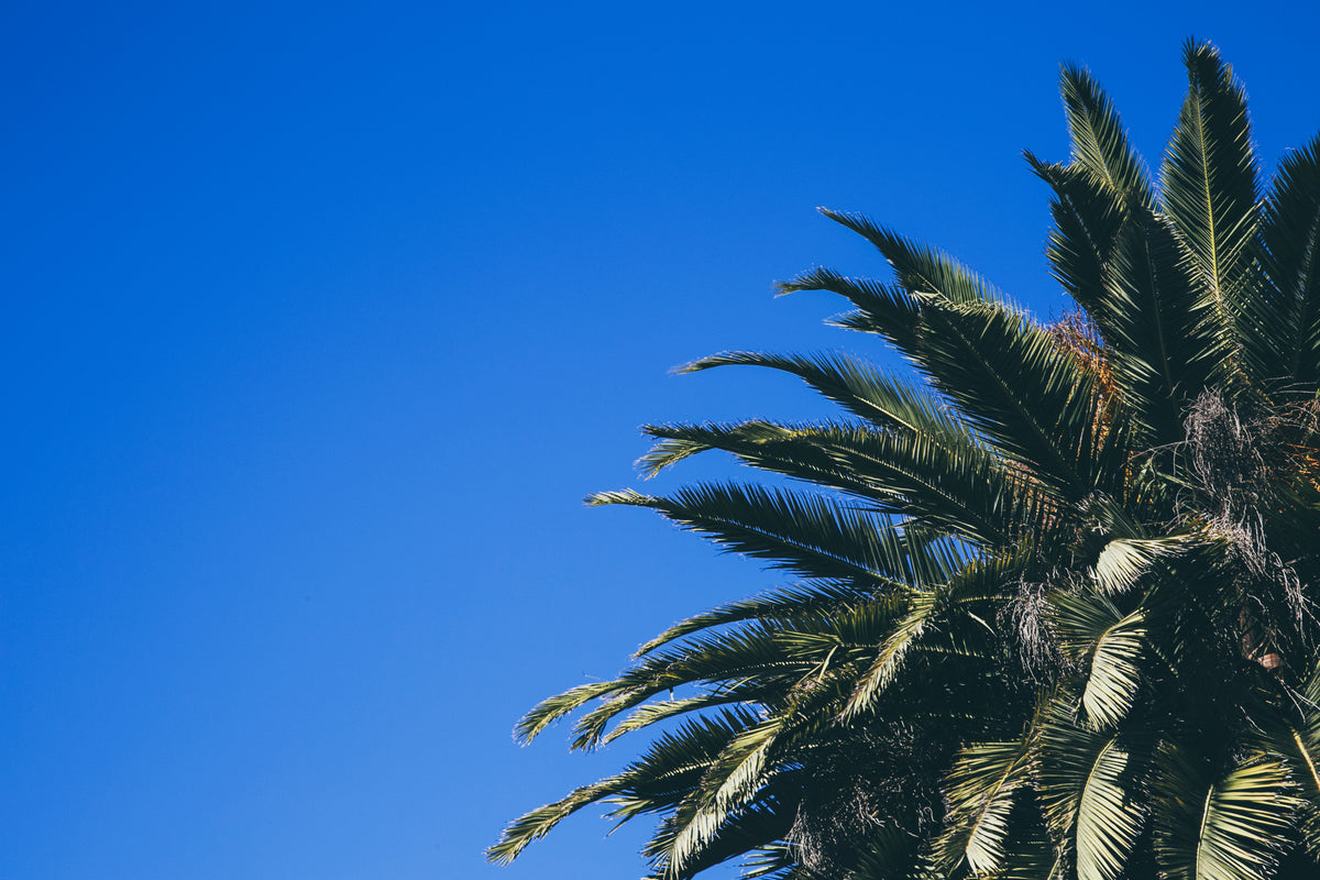 palm tree with blue sky
