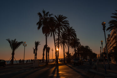 palm trees along boardwalk at sunset