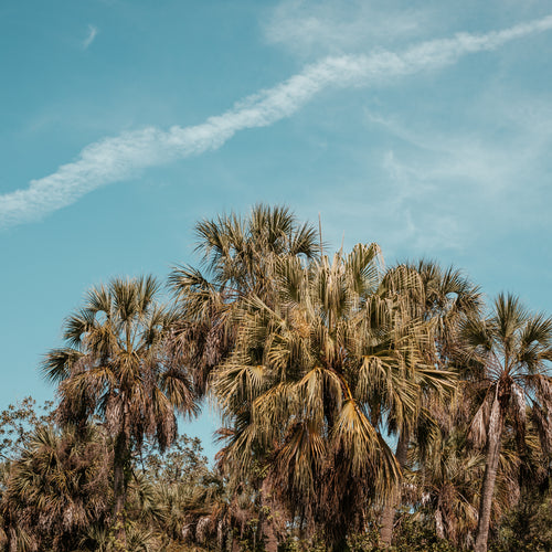 Palm Trees Cluster In Florida Grove Reach Toward Blue Skies