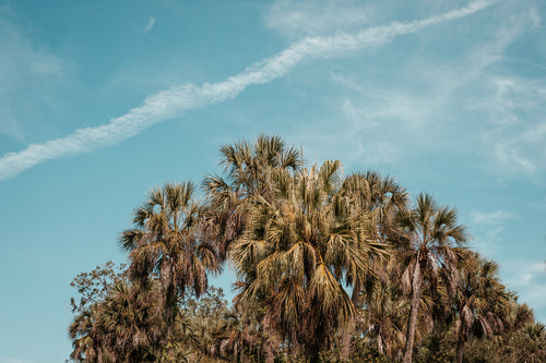 palm trees cluster in florida grove reach toward blue skies