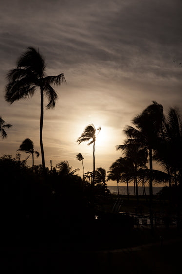 palm trees in wind