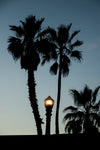 palm trees street light