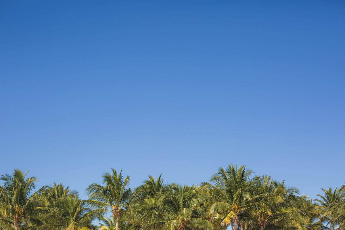 palm trees under blue sky
