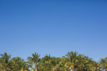 palm trees under blue sky