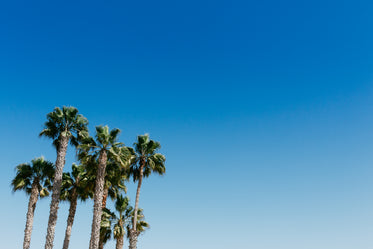 palm trees underneath the clear blue sky