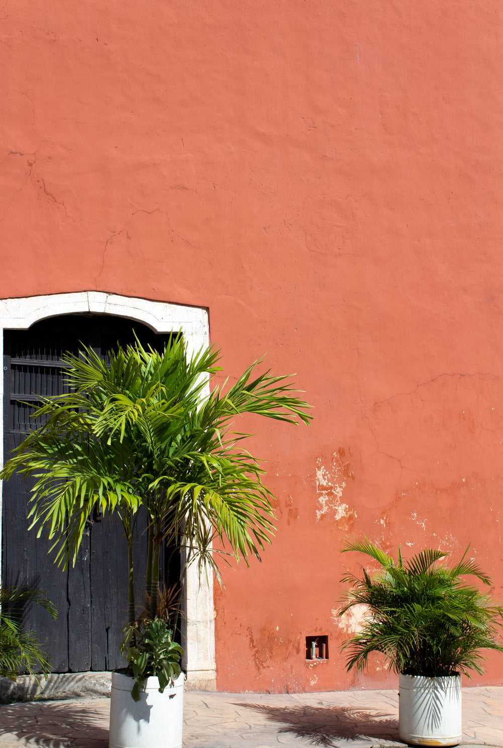 palms against a red plaster wall