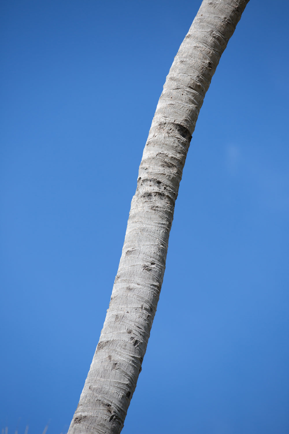 palmtree and blue sky