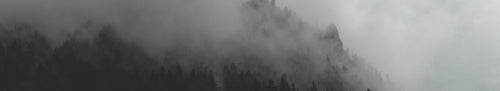 panoramic foggy forest