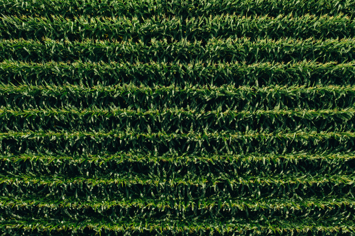 parallel green lines