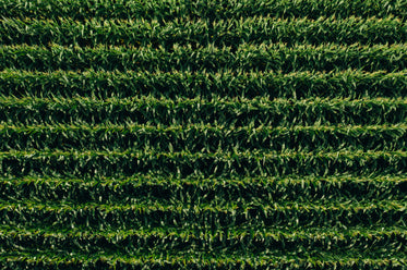 parallel green lines