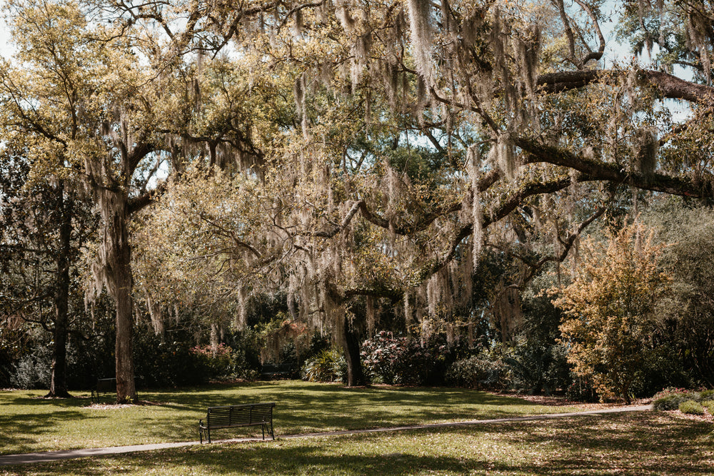 park bench in a lush green oak and palm grove in florida