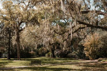 park bench in a lush green oak and palm grove in florida