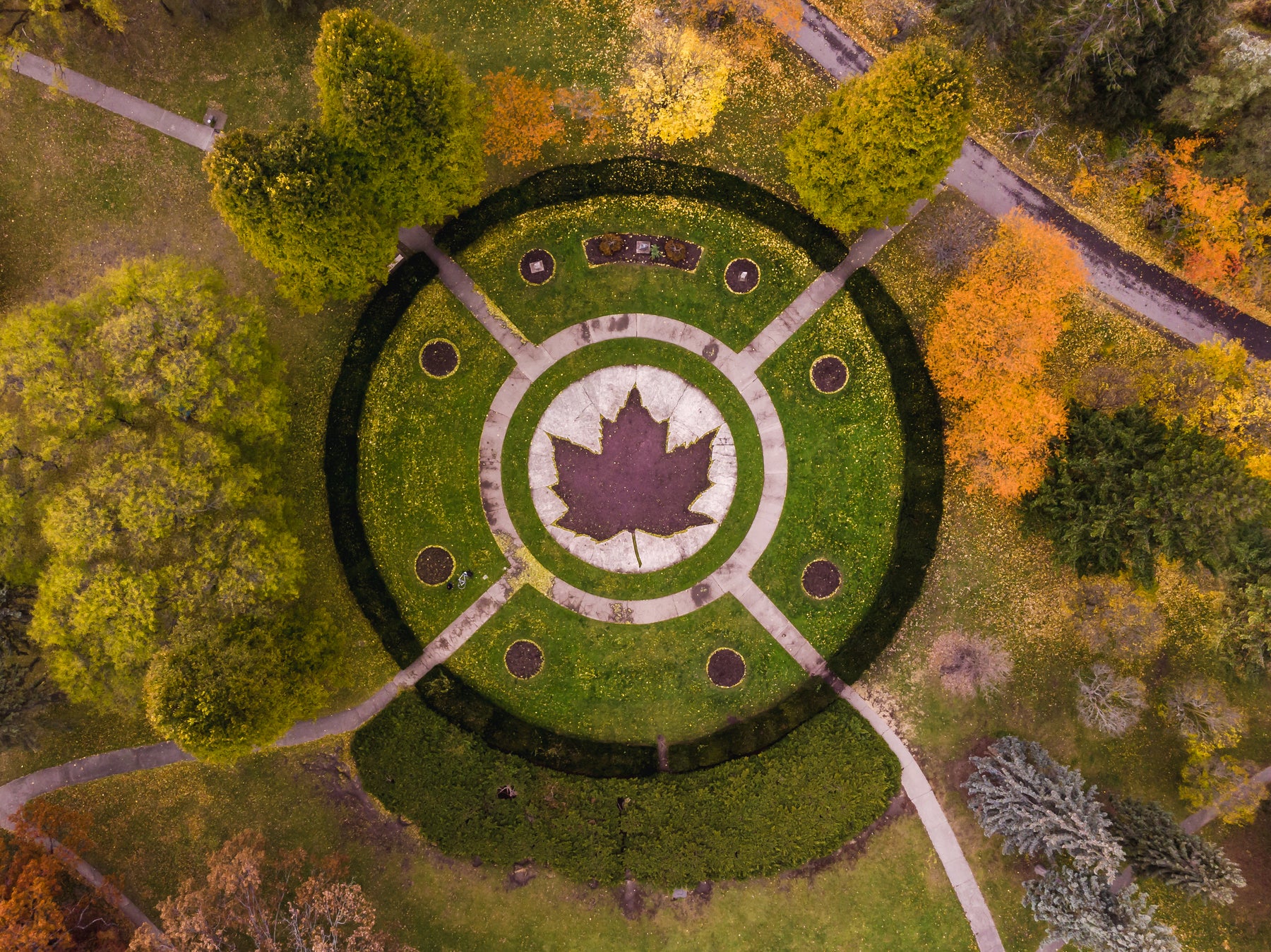 A city park path lined with autumn maples