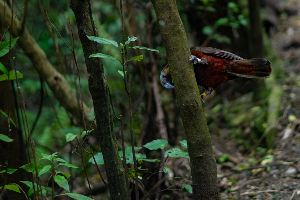 parrot with red belly