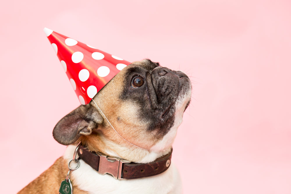 cachorro com chapéu de festa