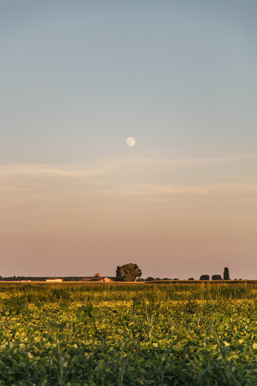 pastel moon