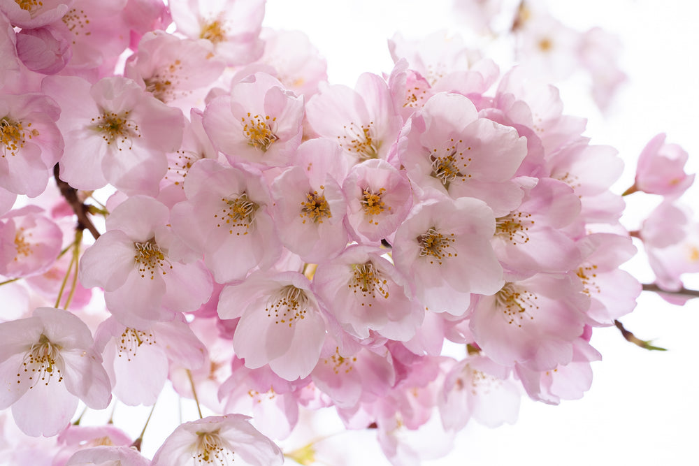 pastel pink cherry blossoms in spring