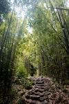 path through bamboo forest