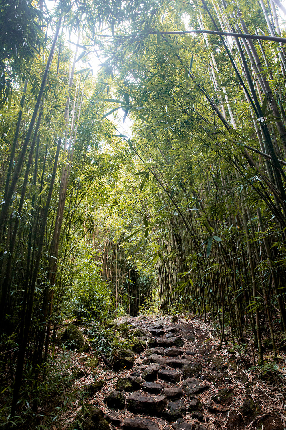 path through bamboo forest