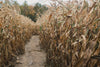 path through corn in fall